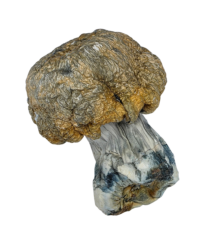 Buy Cannabis and Magic Mushrooms in Canada