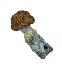 Buy Cannabis and Magic Mushrooms in Canada