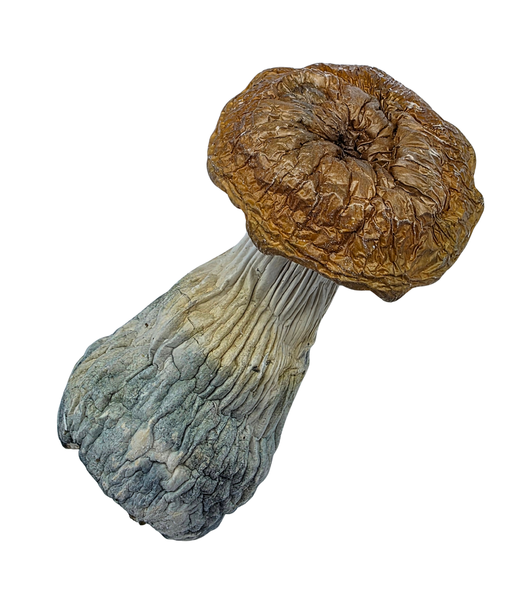 Makilla Gorilla Mushrooms Buy Cannabis and Magic Mushrooms in Canada