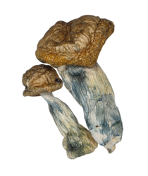 Buy Cannabis and Magic Mushrooms in Canada