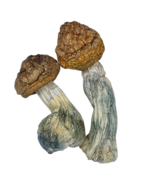 Buy Cannabis and Magic Mushrooms in Canada